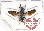 Eumenidae sp. 11A