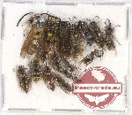 Scientific lot no. 275 Hymenoptera (15 pcs)