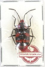 Scutellarinae sp. 49