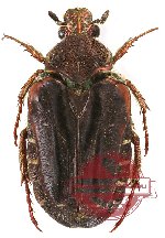 Taeniodera sericoides (A2)