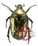 Protaetia (Calopotosia) orientalis