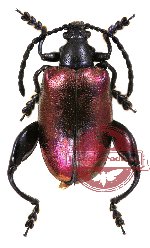 Sagra fulgida