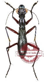 Tricondyla aptera ssp. globicollis