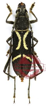 Prothema sulawensis Huedepohl