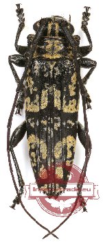 Falsotmesisternus zygoceroides Breuning, 1961