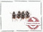 Scientific lot no. 155 Cerambycidae (4 pcs A2)