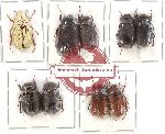 Scientific lot no. 92 Melolonthinae (9 pcs)