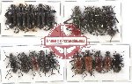 Scientific lot no. 249 Tenebrionidae (19 pcs)