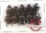 Scientific lot no. 503 Coprophaga (10 pcs)