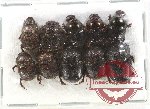 Scientific lot no. 503 Coprophaga (10 pcs)