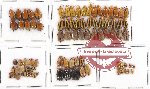 Scientific lot no. 286 Chrysomelidae (88 pcs)