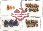 Scientific lot no. 249 Chrysomelidae (31 pcs)