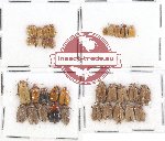 Scientific lot no. 288 Chrysomelidae (35 pcs)