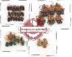 Scientific lot no. 289 Chrysomelidae (37 pcs)