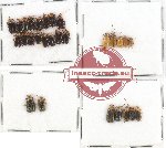 Scientific lot no. 290 Chrysomelidae (28 pcs)