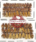 Scientific lot no. 257 Chrysomelidae (66 pcs)