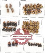 Scientific lot no. 262 Chrysomelidae (55 pcs)