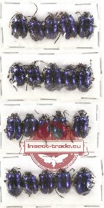 Scientific lot no. 261 Chrysomelidae (20 pcs)