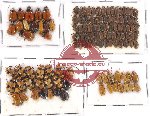 Scientific lot no. 247 Chrysomelidae (123 pcs)