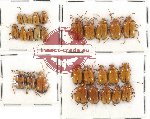 Scientific lot no. 254 Chrysomelidae (28 pcs)