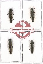 Scientific lot no. 80 Buprestidae (4 pcs)