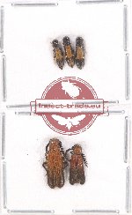 Scientific lot no. 83 Cleridae (5 pcs)