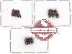 Bostrichidae Scientific lot no. 40 (16 pcs)