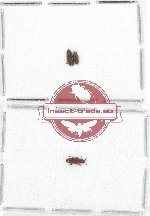 Zopheridae Scientific lot no. 5 (3 pcs)