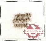 Scientific lot no. 735 Heteroptera (20 pcs)