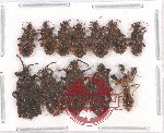 Scientific lot no. 715 Heteroptera (12 pcs)
