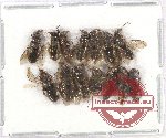 Scientific lot no. 268 Hymenoptera (14 pcs)