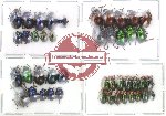 Scientific lot no. 1 Chrysomelidae (45 pcs)