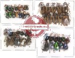 Scientific lot no. 2 Chrysomelidae (48 pcs)