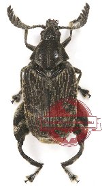 Bruchidae sp. 1