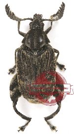 Bruchidae sp. 1 (A2)