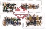 Scientific lot no. 3 Chrysomelidae (52 pcs)