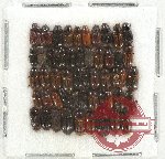 Scientific lot no. 476 Coprophaga (53 pcs)