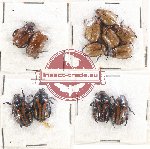 Scientific lot no. 199 Rutelinae (12 pcs)