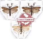 Scientific lot no. 8 Mantidae (3 pcs A-, A2)