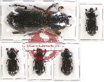 Scientific lot no. 92 Passalidae (5 pcs A2)