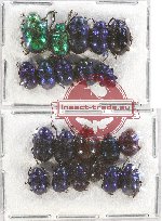 Scientific lot no. 229B Chrysomelidae (21 pcs)