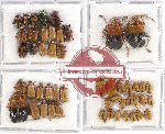 Scientific lot no. 131A Chrysomelidae (50 pcs)