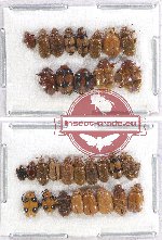 Scientific lot no. 232A Chrysomelidae (31 pcs A2)