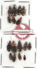 Scientific lot no. 372 Carabidae (16 pcs)