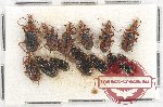 Scientific lot no. 375 Carabidae (13 pcs)