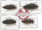 Scientific lot no. 75 Buprestidae (4 pcs - 1 pc A2)