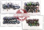 Scientific lot no. 5 Chrysomelidae (60 pcs)