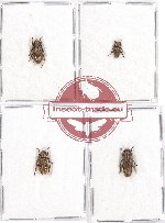 Scientific lot no. 210 Cerambycidae (Lamiinae) (4 pcs)