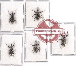 Scientific lot no. 435 Curculionidae (5 pcs A, A-, A2)