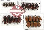 Scientific lot no. 10CC Cetoniidae (24 pcs A-, A2)